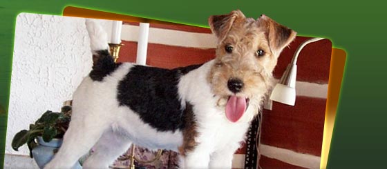 Fox Terrier