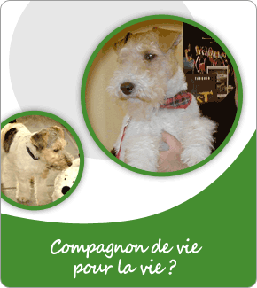 Fox terriers