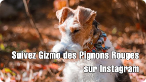 Fox terriers