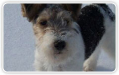 Fox Terrier