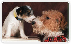 Fox Terrier