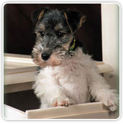 Fox Terrier