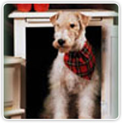 Fox Terrier