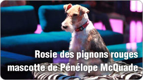 Fox terriers