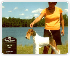 Fox Terrier