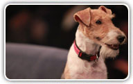 Fox Terrier