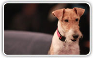 Fox Terrier