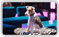 Fox Terrier