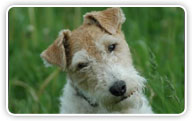 Fox Terrier