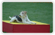 Fox Terrier