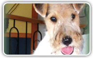 Fox Terrier