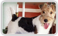 Fox Terrier