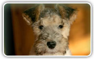 Fox Terrier