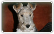 Fox Terrier