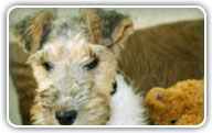 Fox Terrier