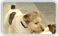 Fox Terrier