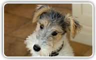 Fox Terrier