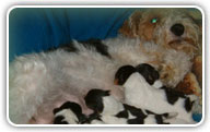 Fox Terrier