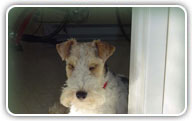 Fox Terrier