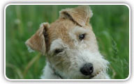 Fox Terrier