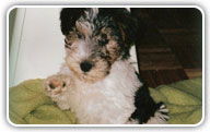 Fox Terrier