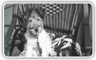 Fox Terrier