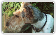 Fox Terrier