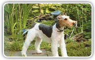 Fox Terrier