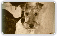 Fox Terrier