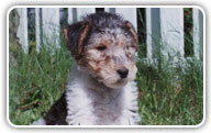 Fox Terrier