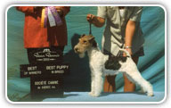 Fox Terrier