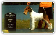 Fox Terrier