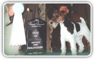 Fox Terrier